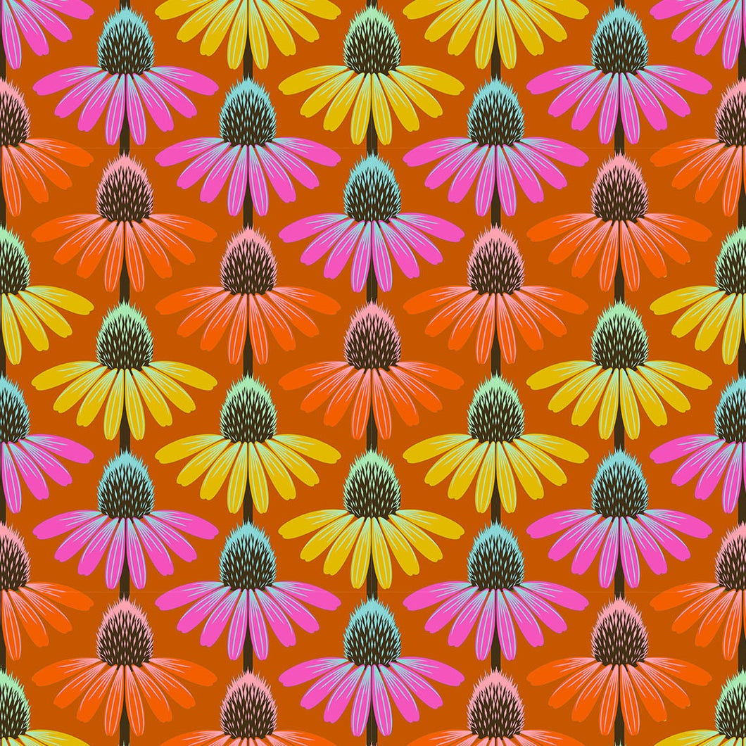 Perennial Borders - Echinacea Rhythm - Fire - 50cm